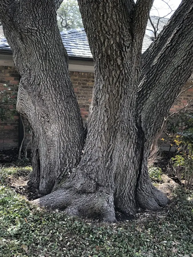 Mature heritage tree close to a Horner property cared for by certified arborists